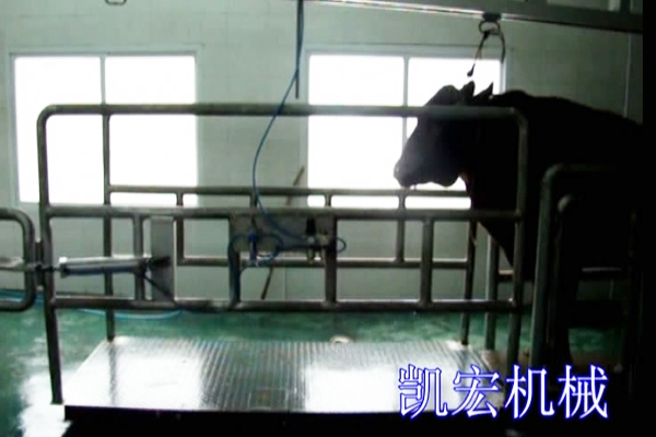 活牛稱重系統(tǒng)